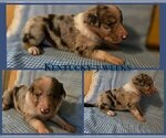 Small #5 Border Collie