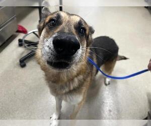 German Shepherd Dog-Unknown Mix Dogs for adoption in Grand Prairie, TX, USA