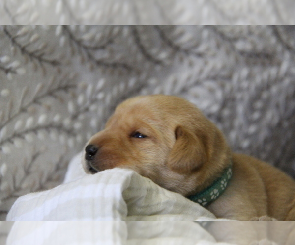 Medium Photo #2 Labrador Retriever Puppy For Sale in HYDE PARK, VT, USA