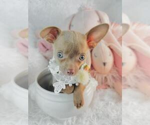 Chihuahua Puppy for sale in THONOTOSASSA, FL, USA