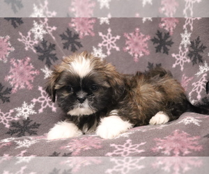 Shih Tzu Puppy for sale in SHILOH, OH, USA