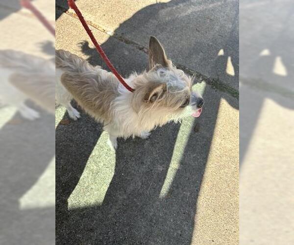 Medium Photo #1 Chihuahua Puppy For Sale in Houston, TX, USA