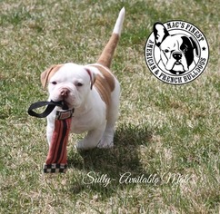 American Bulldog Puppy for sale in VERNAL, UT, USA