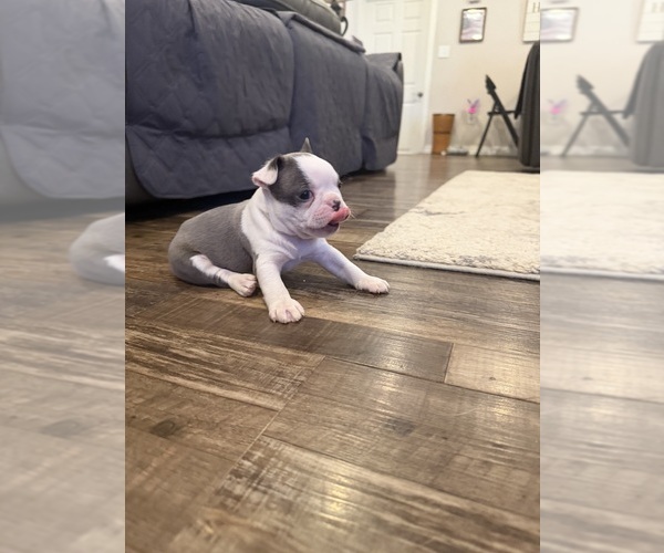 Medium Photo #7 Boston Terrier Puppy For Sale in FREDONIA, KS, USA