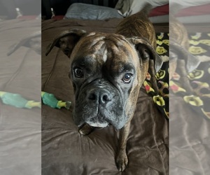 Mother of the Boxer puppies born on 01/02/2026