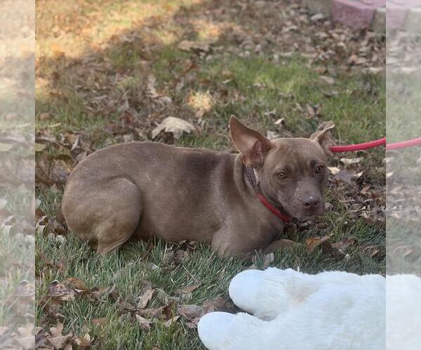 Medium Photo #4 Mutt Puppy For Sale in Yardley, PA, USA