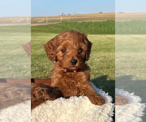 Goldendoodle (Miniature) Puppy for sale in HULL, IA, USA