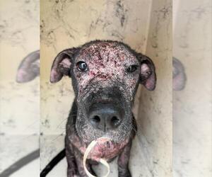 Labrador Retriever-Unknown Mix Dogs for adoption in Sugar Land, TX, USA
