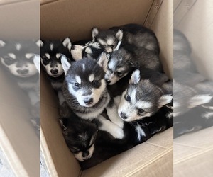 Alusky Puppy for sale in RENTON, WA, USA
