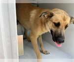 Small German Shepherd Dog Mix