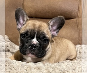 French Bulldog Puppy for sale in BOLIVAR, MO, USA