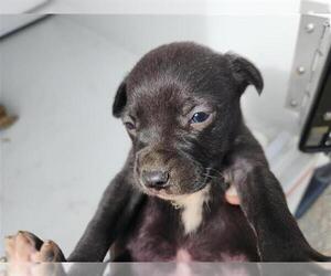 Staffordshire Bull Terrier-Unknown Mix Dogs for adoption in Houston, TX, USA