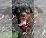 Small #1 Chiweenie