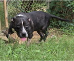 Small #5 American Bulldog Mix