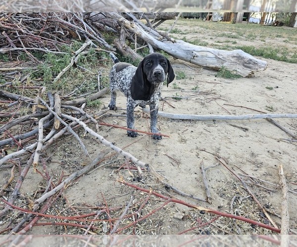 Medium Photo #63 German Shorthaired Pointer Puppy For Sale in EVANSVILLE, WY, USA