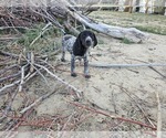 Small Photo #63 German Shorthaired Pointer Puppy For Sale in EVANSVILLE, WY, USA