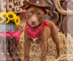 Small Photo #4 Labrador Retriever Puppy For Sale in Yardley, PA, USA