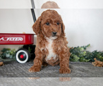Small Photo #10 Poodle (Miniature) Puppy For Sale in CHRISTIANA, PA, USA