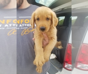 Golden Retriever Puppy for sale in SPARTA, TN, USA