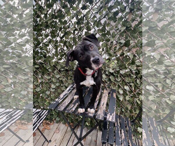 Medium Photo #6 American Staffordshire Terrier-Labrador Retriever Mix Puppy For Sale in Holly Springs, NC, USA