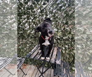 Pudge - Male American Staffordshire Terrier-Labrador Retriever Mix Dog for Adoption - Photo #6