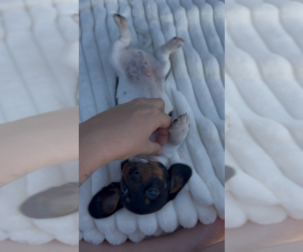 Medium Photo #3 Dachshund Puppy For Sale in FAIRVIEW, OK, USA