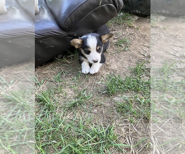 Medium Photo #4 Pembroke Welsh Corgi Puppy For Sale in LONDON, KY, USA