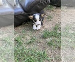 Small #3 Pembroke Welsh Corgi