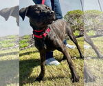 Small #5 Labrador Retriever Mix