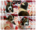 Puppy Cupid Basset Hound