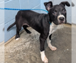 Chorizo - Male Boxer-Unknown Mix Dog for Adoption - Small photo