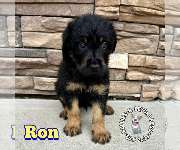 Medium Photo #1 Rottle Puppy For Sale in Omaha, NE, USA