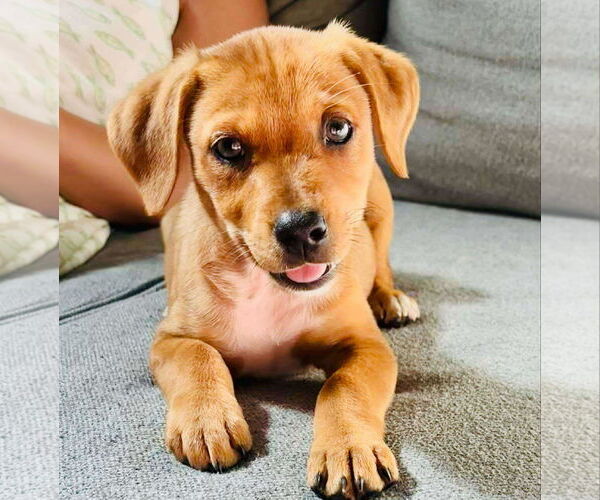 Medium Photo #6 Mutt Puppy For Sale in Holly Springs, NC, USA