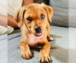 Small #5 Mutt