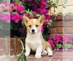 Puppy 2 Pembroke Welsh Corgi