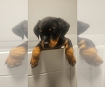 Small #6 Rottweiler