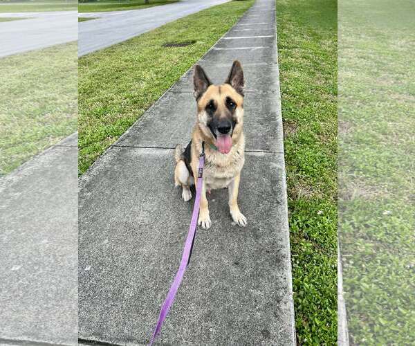 Medium Photo #5 German Shepherd Dog Puppy For Sale in Plantation, FL, USA