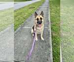 Small #4 German Shepherd Dog