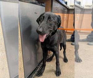 Labrador Retriever-Unknown Mix Dogs for adoption in Sacramento, CA, USA