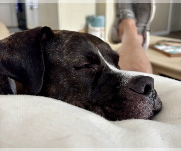 Medium Photo #14 Mutt Puppy For Sale in Mount Laurel, NJ, USA