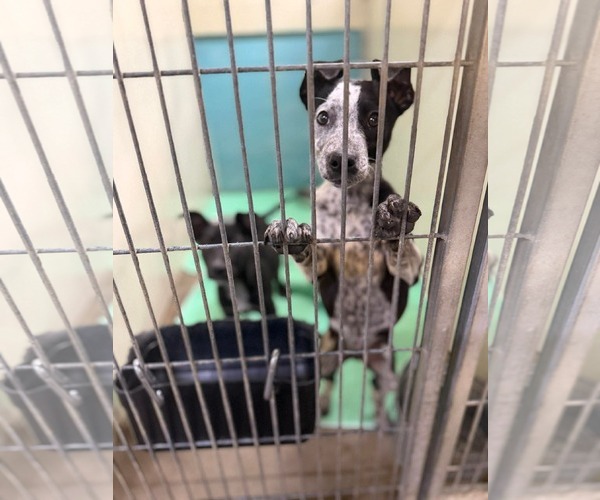 Medium Photo #6 Mutt Puppy For Sale in Oakhurst, NJ, USA