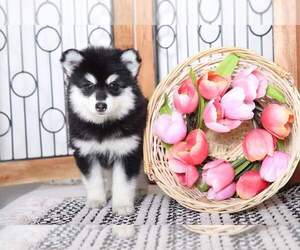 Pomsky Puppy for sale in NAPLES, FL, USA