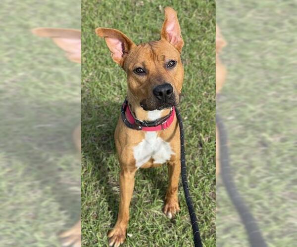 Medium Photo #1 American Staffordshire Terrier Puppy For Sale in Fort Lauderdale, FL, USA