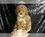 Small #5 Poodle (Toy)
