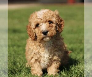 Cavapoo (Miniature) Puppy for sale in RONKS, PA, USA