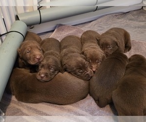 Labrador Retriever Puppy for sale in MOUNT VERNON, WA, USA