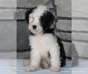 Poodle (Miniature)-Sheepadoodle Mix Puppy for sale in FREDERICKSBURG, OH, USA