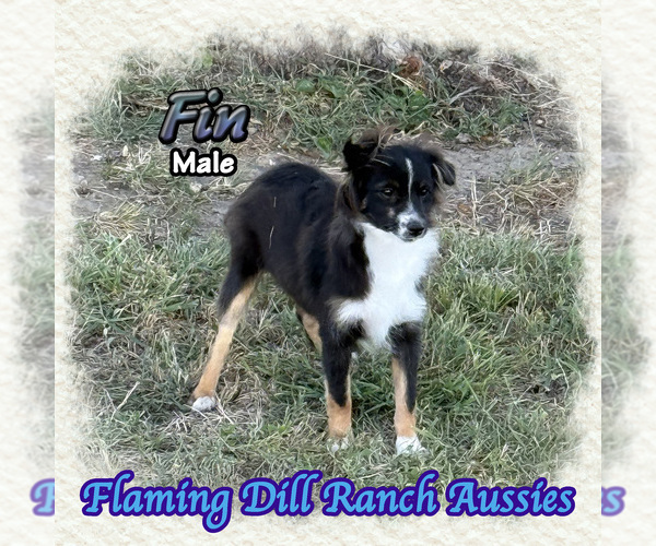 Medium Photo #1 Miniature Australian Shepherd Puppy For Sale in FORESTBURG, TX, USA