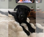 Small Labrador Retriever