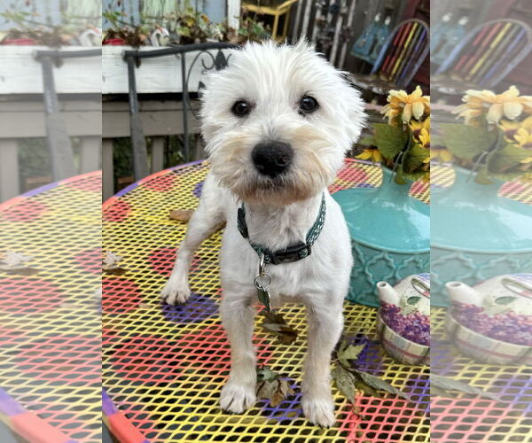 Medium Photo #1 Mutt Puppy For Sale in Sioux Falls, SD, USA